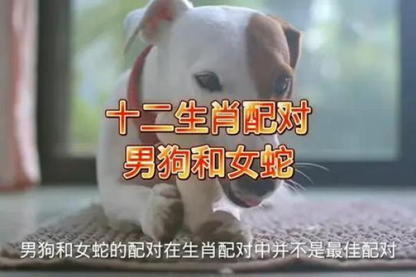 男生肖蛇配对，这几点你需要知道！
