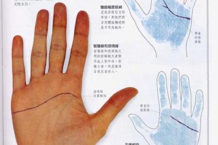 《手相学习百科》：感情线
