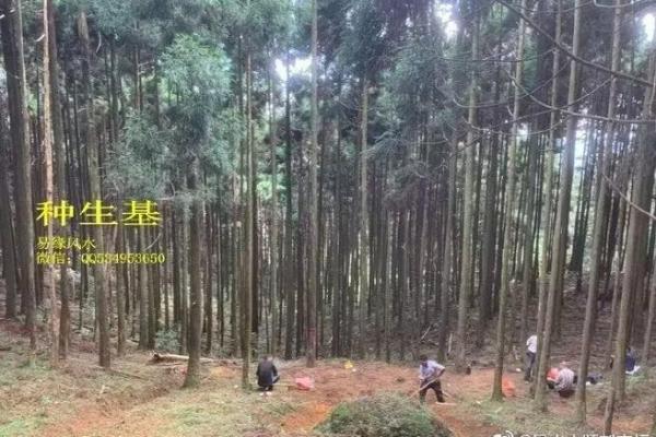 种生基之吉日