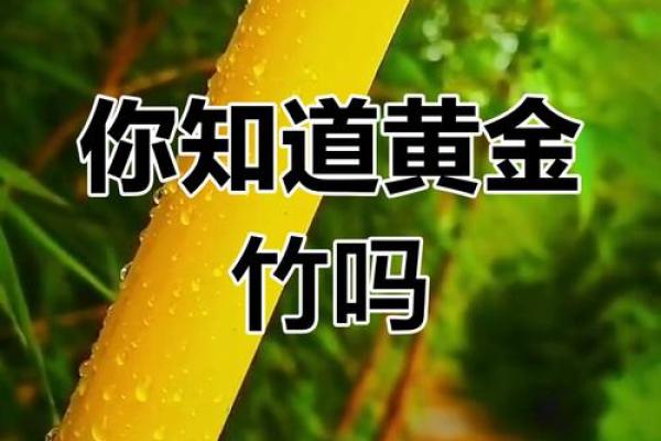 家庭风水家里种黄金竹好吗招财聚宝
