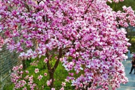 园林风水_家居养花有哪些禁忌
