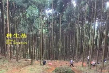 种生基之吉日
