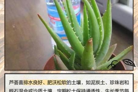 芦荟的风水作用
