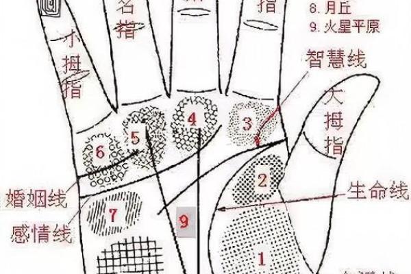 《手相学习百科》：掌纹介绍
