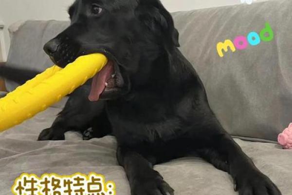 12星座的白羊座最适合养什么狗狗