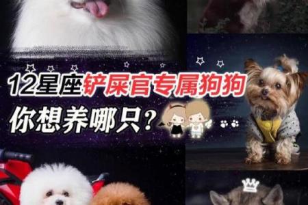 12星座的白羊座最适合养什么狗狗