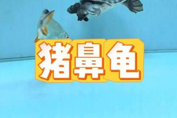 办公室养龟有什么风水说法讲究