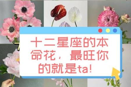 哪些花朵适合十二星座的专属