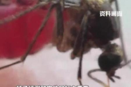 蚊子不喜欢什么血型 蚊子厌恶哪种血型