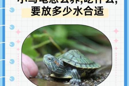 哪个生肖不宜养龟风水好不好