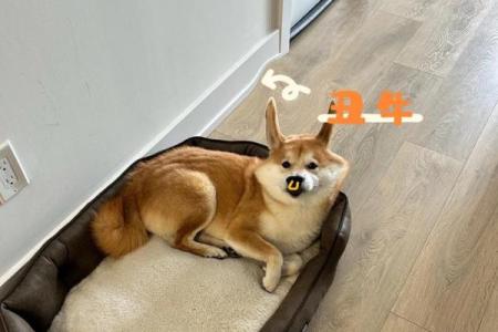 狗配对：十二生肖中，狗座最匹配与不相配的生肖