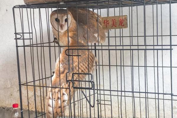 猴跟鹰风水