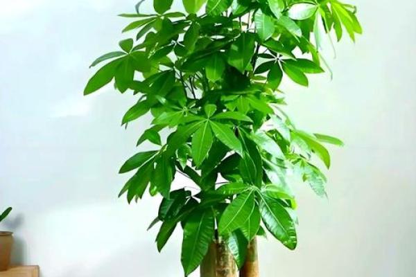 写字楼办公室风水绿植哪种最好推荐