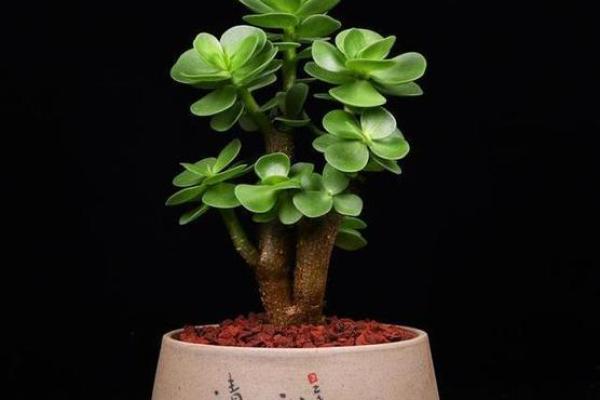 “粽情端午”五月初五这天，做好七点开运民俗，旺福旺财一旺到底