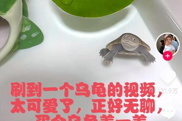 住宅养龟风水禁忌有什么说法作用