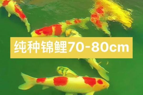 养风水锦数量