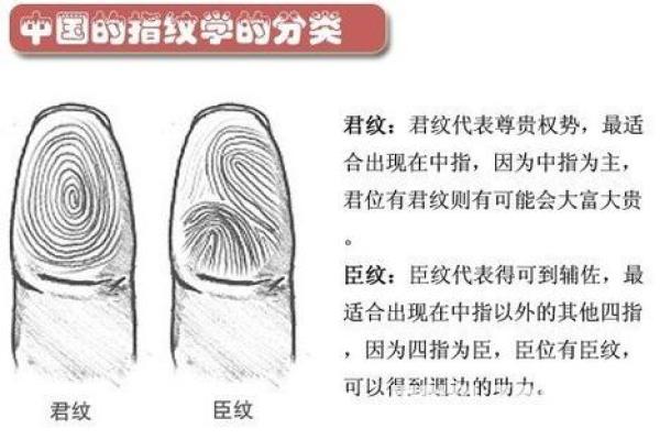 指纹算命图谱