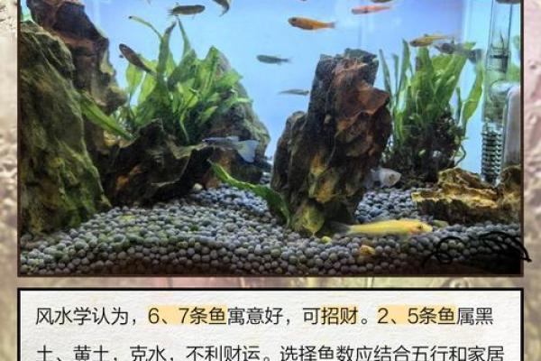 风水鱼应该养几条五行来论凶吉