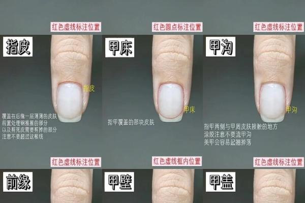 《手相学习百科》：指甲