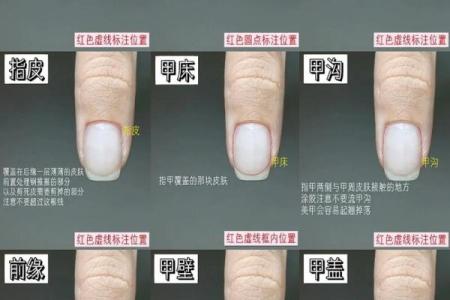 《手相学习百科》：指甲
