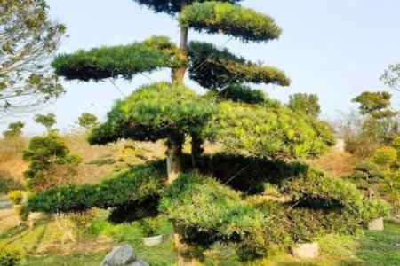 北方庭院十大吉祥之树风水树