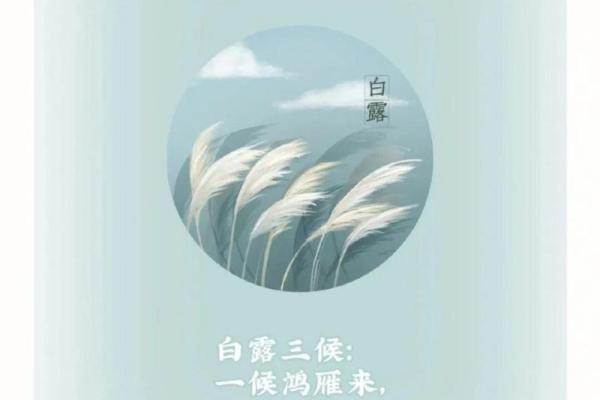 白露节气的含义是什么 白露时节有什么民俗活动