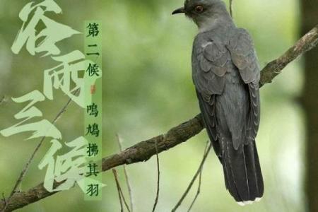 谷雨有什么民俗 谷雨的四言绝句