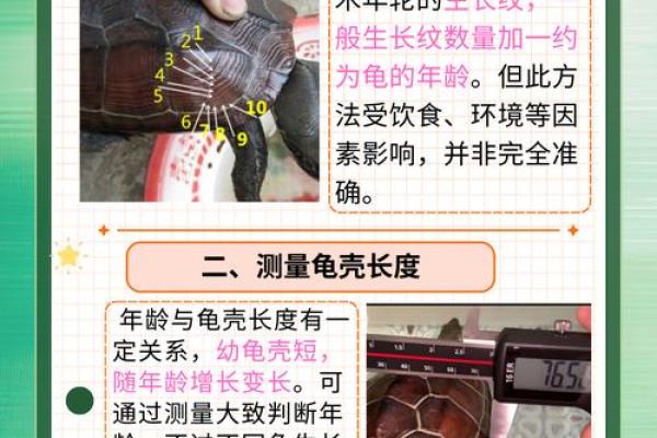 风水乌龟壳的功效与作用