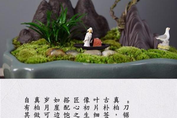 风水上松柏放在阳台和院子可镇宅旺财