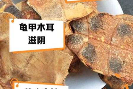 风水乌龟壳的功效与作用