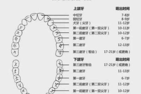 牙齿数量算命，牙齿算命图解