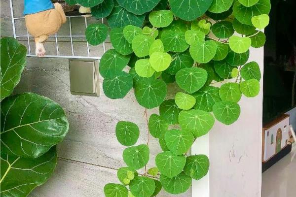 家庭中阳台风水挡煞气用什么好