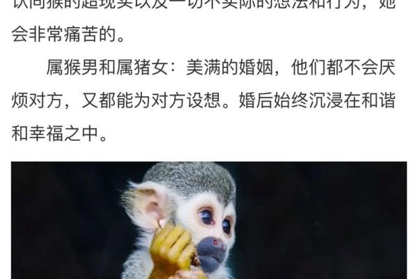 B血型的生肖猴人的人生