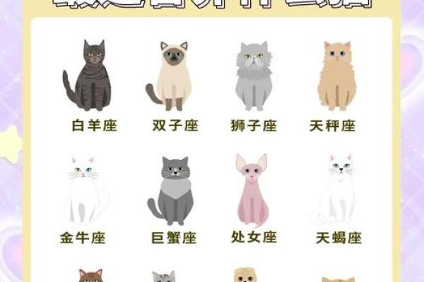 十二星座最适合养什么猫狗
