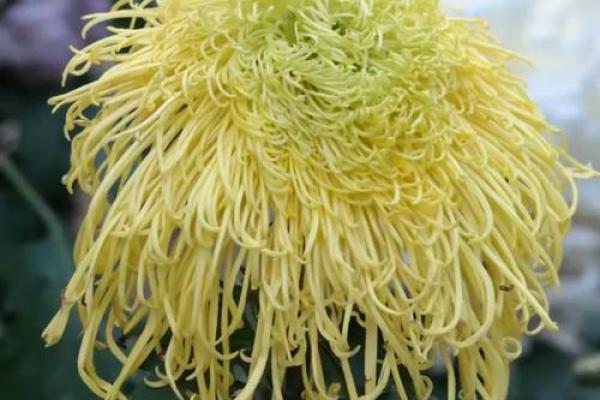 天后灵签陶渊明赏菊解签