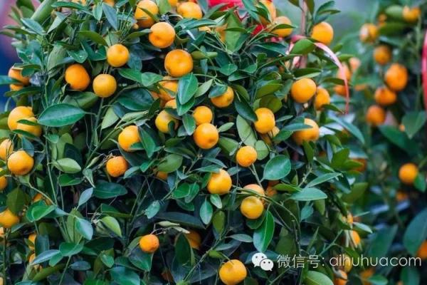 风水死人上供忌讳摆放什么水果
