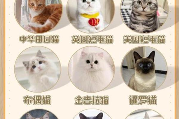什么房子养猫更好风水好的