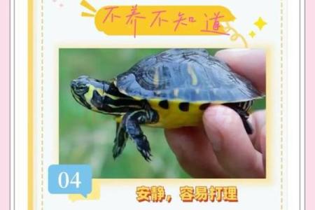 什么人不能养龟风水与属相禁忌化解