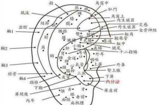 耳朵算命耳朵看运势大全,耳朵命运图解