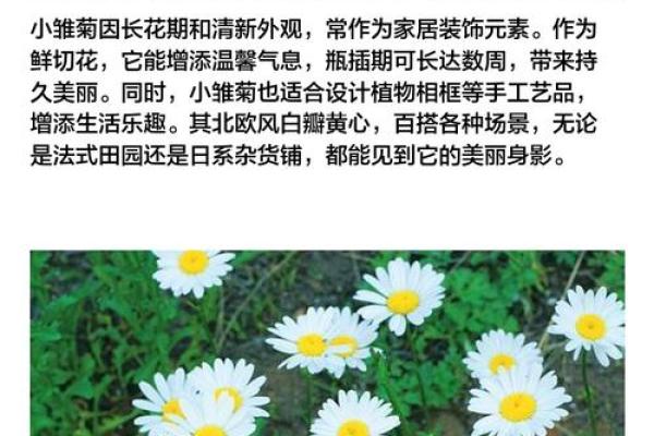 雏菊的星座特点及性格解析，你知道吗？