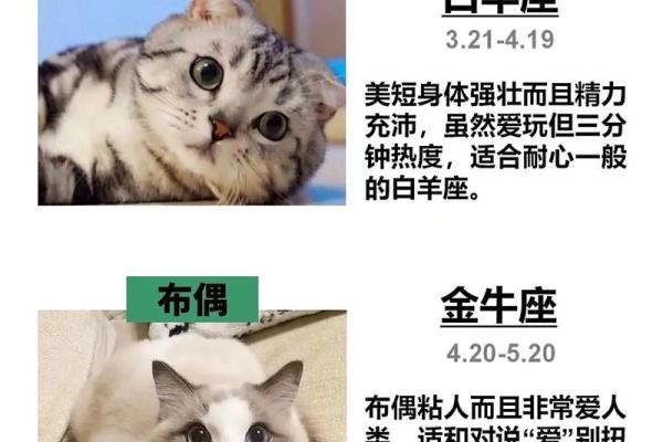 十二星座适合养的宠物