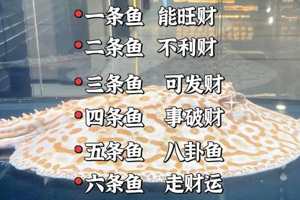 仓房养鱼风水好吗
