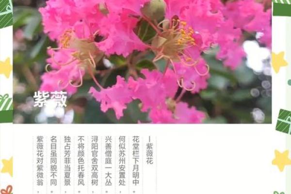 紫薇花象征着好运吗,紫薇花吉利吗
