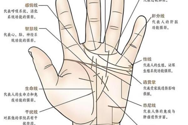 怎样看手纹给自己算命女 手相看你的性格特征