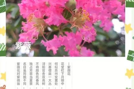 紫薇花象征着好运吗,紫薇花吉利吗