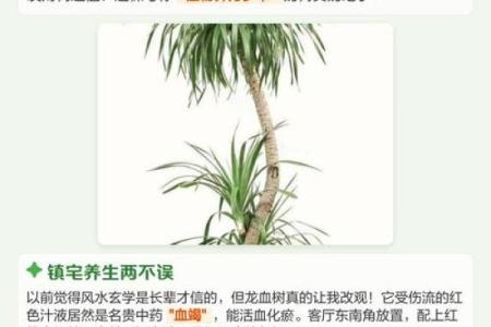 龙血树的寓意与风水作用