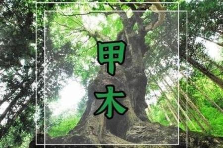 男八字木