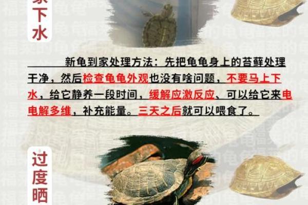 风水上养龟为什么不能养双,有这说法吗-