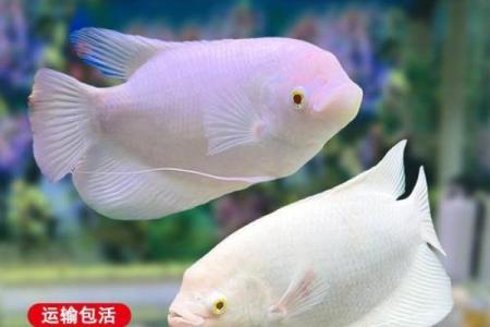 招财风水鱼的种类有哪些