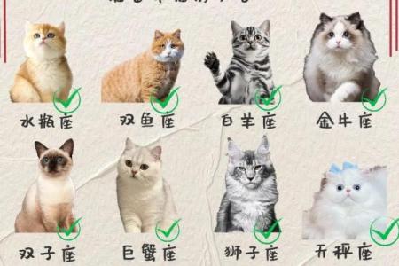 这个星座适合养什么猫咪